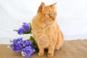 A long-haired orange cat poses with some purple flowers